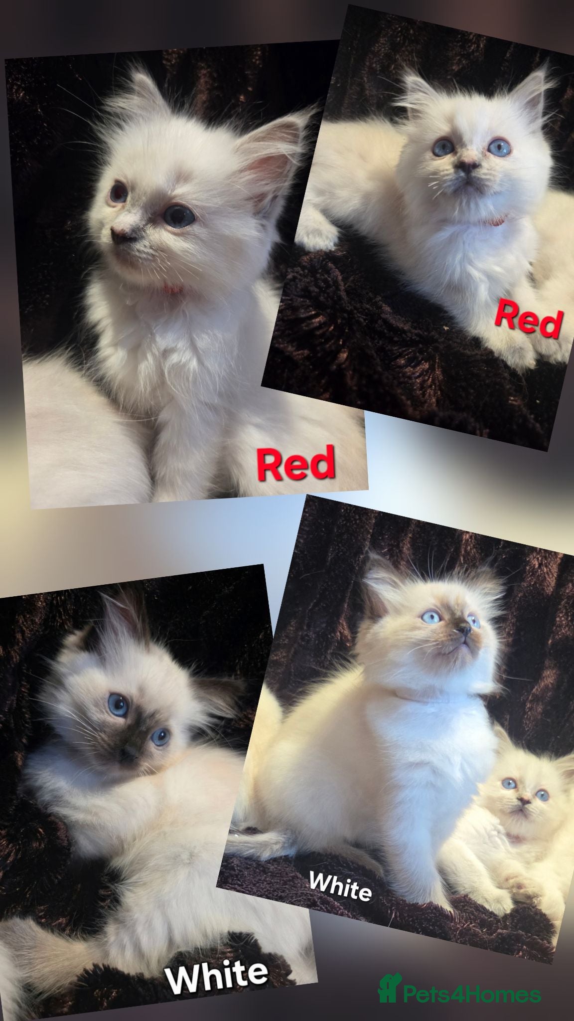 Ragdoll cats 🏆GCCF REG. EXTENSIVELY TESTED RAGDOLL KITTENS🌟 - Advert 2