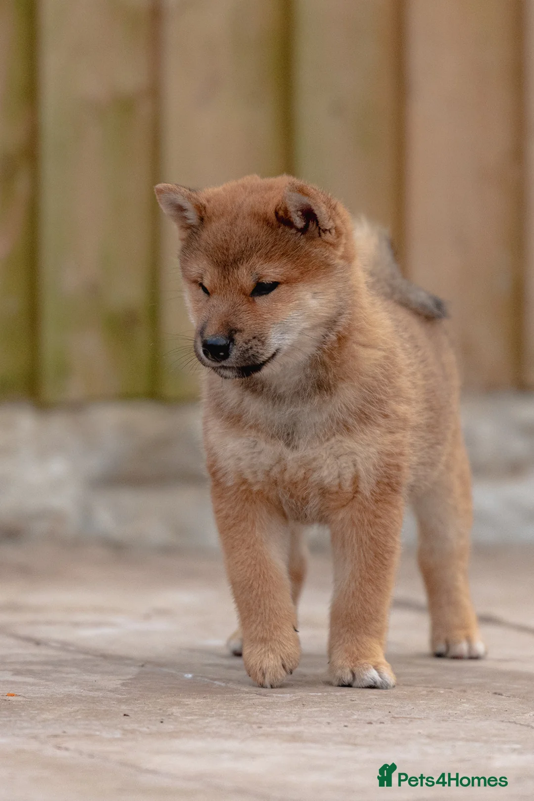 Japanese Shiba Inu dogs for sale: Rare Red Sesame Shiba Inu – Elite Bloodlines - Advert 3
