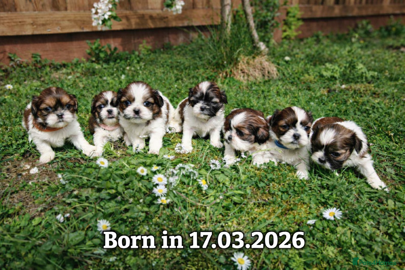 Shih Tzu dogs 💕 Adorable pure bred Shih Tzu puppies 💖  - Advert 1