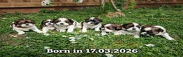 Shih Tzu dogs for sale: 💕 Adorable pure bred Shih Tzu puppies 💖  - Advert 1