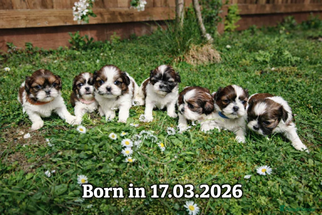 Shih Tzu dogs for sale: 💕 Adorable pure bred Shih Tzu puppies 💖  - Advert 1