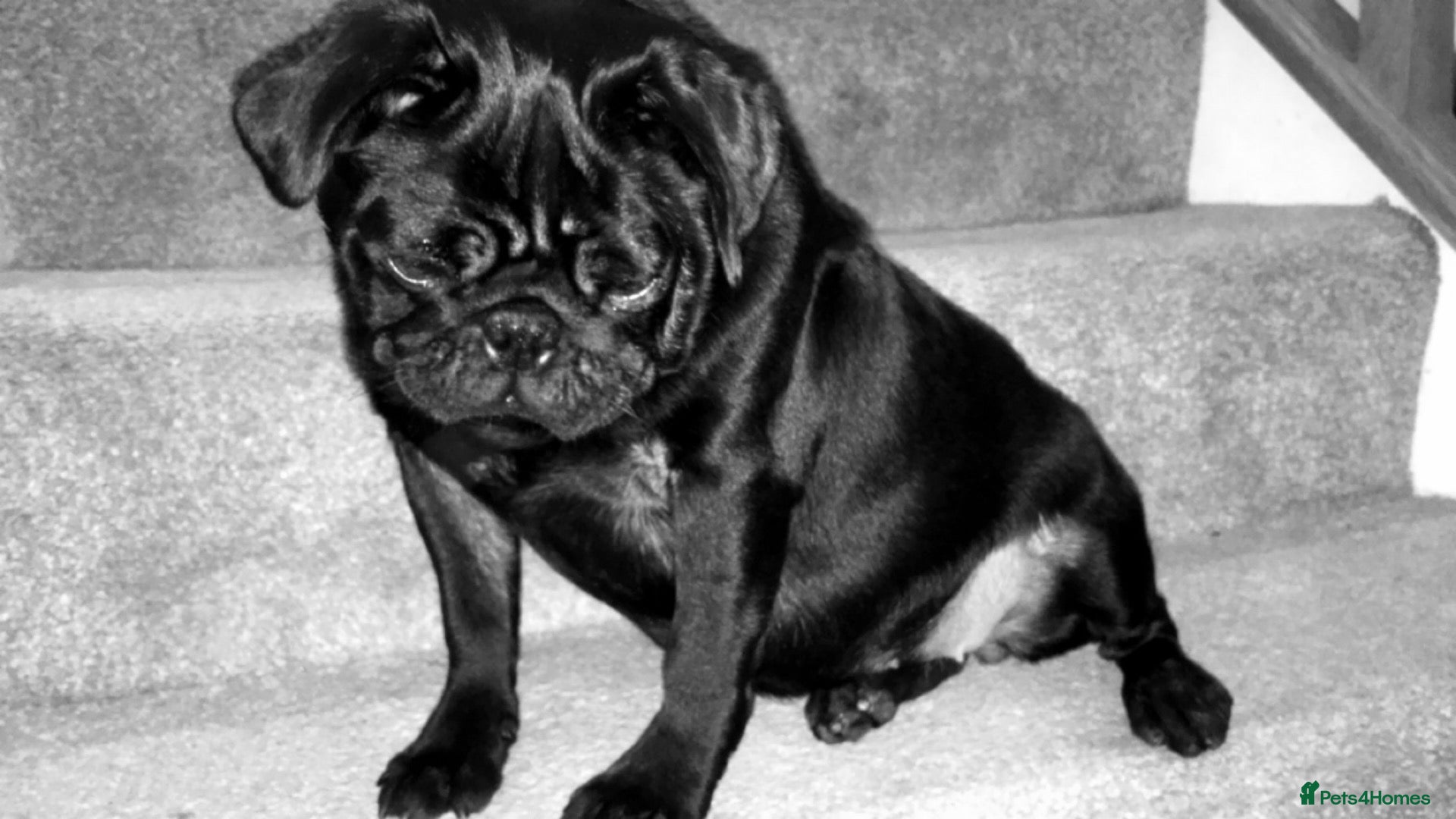 Pug dogs Two Pug Sisters for Rehoming  - Advert 4