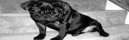 Pug dogs for sale: Two Pug Sisters for Rehoming  in Chelmsford - Advert 1