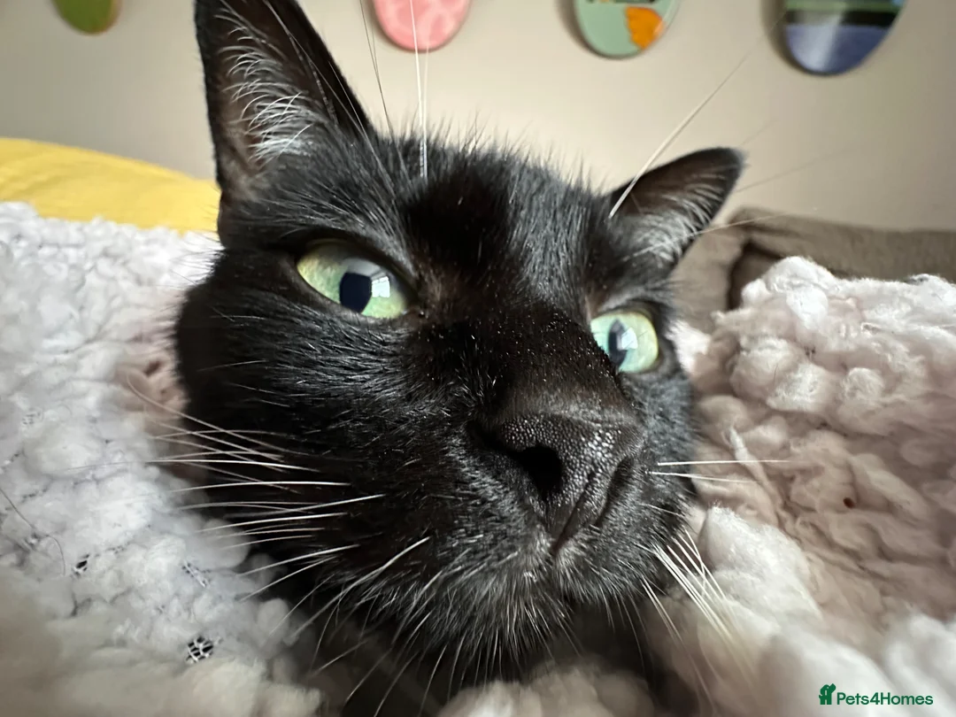 Mixed Breed cats for sale: Winnie and Jasper - Advert 10