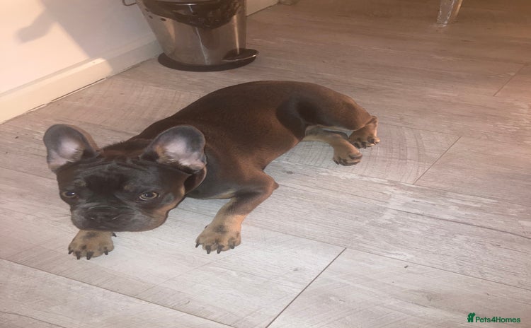 French Bulldog dogs French bull Dog (6months) - Advert 15