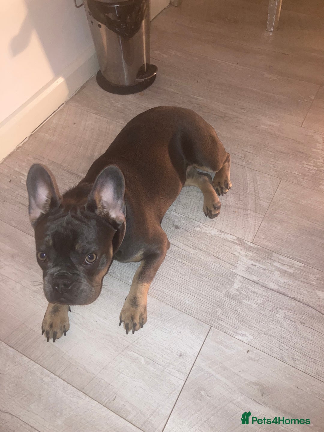 French Bulldog dogs for sale: French bull Dog (6months) - Advert 3
