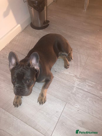 French Bulldog dogs French bull Dog (6months) - Advert 15