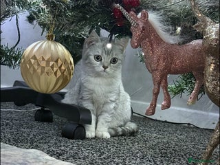 British Shorthair cats Stunning kittens READY NOW - Advert 3