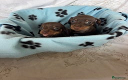 Dachshund dogs for sale: DACHSHUND PUPPIES  - Image 7