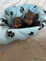 Dachshund dogs - Advert 5