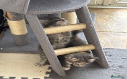 Maine Coon cats for sale: 3 females 1 male Maine Coone kittens - Image 7
