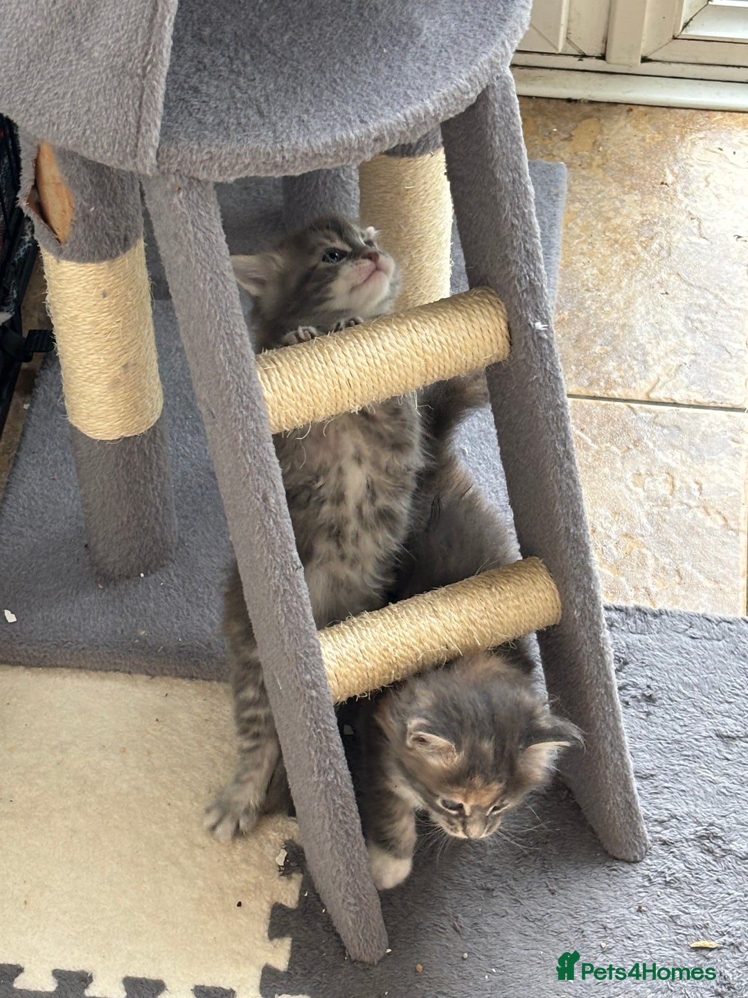 Maine Coon cats for sale: 3 females 1 male Maine Coone kittens - Image 7