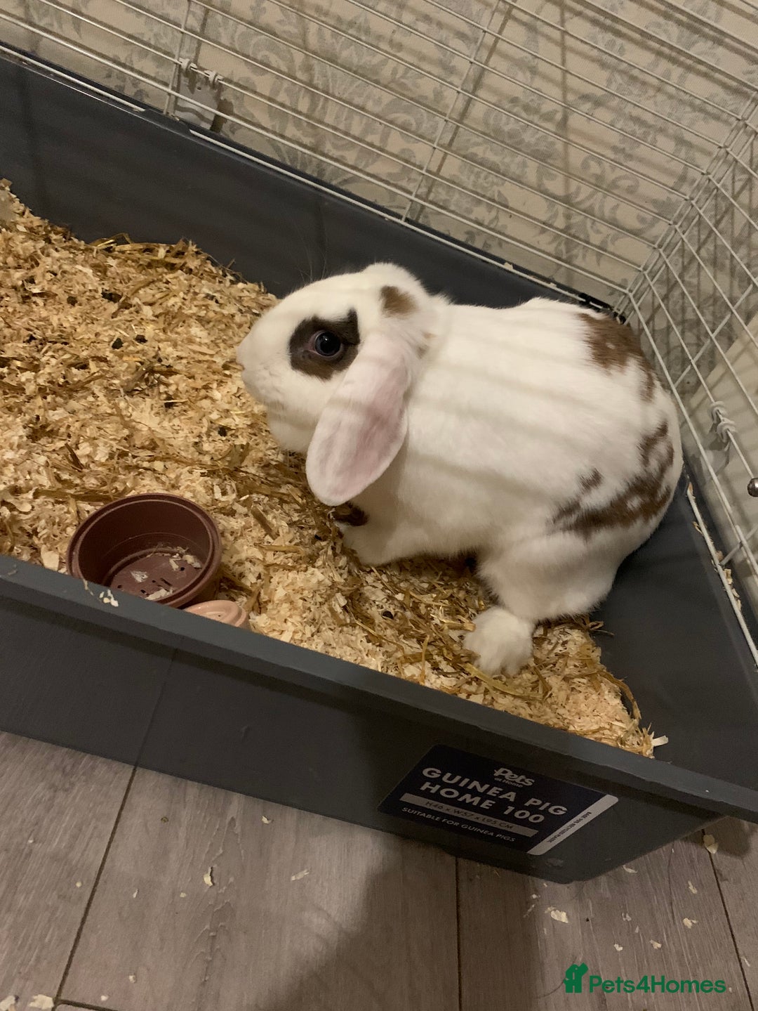 Mini Lop rabbits for sale: 5 month old rabbit  - Image 1