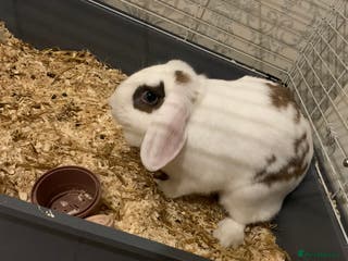 Mini Lop rabbits Neverland dwarf bunnies - Advert 5