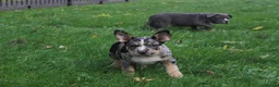 American Bully dogs for sale: READY NOW 9 beautiful ABKC pocket bullies - Advert 5