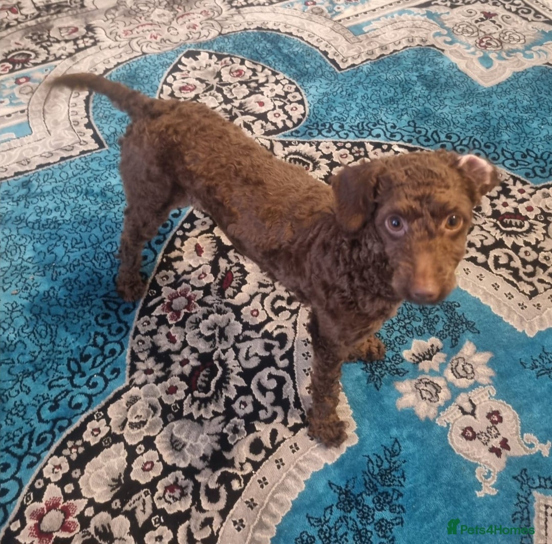 Toy Poodle dogs for sale: Adorable 11-Month-Old toy Poodle for Sale!   - Advert 4