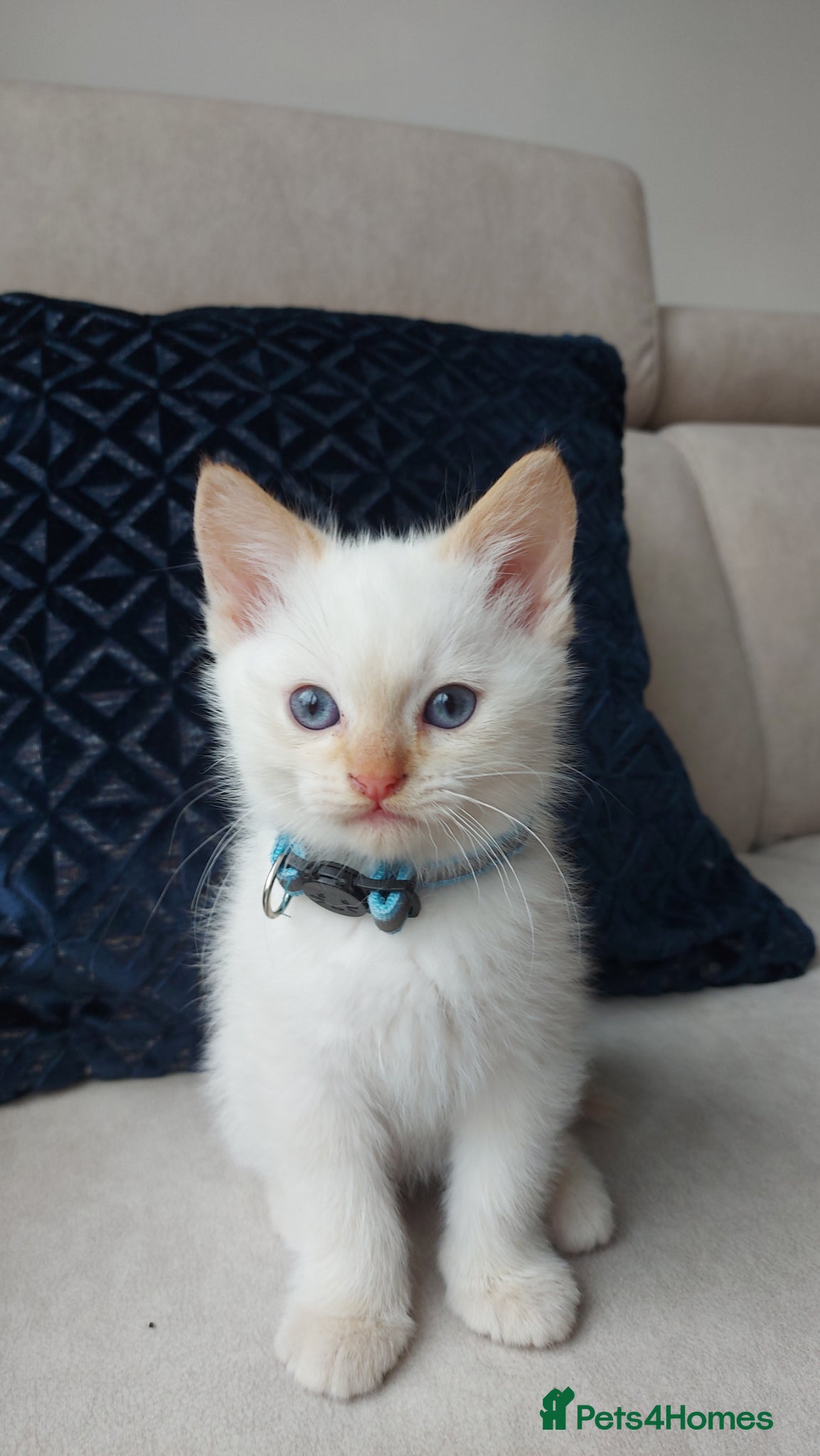 Siamese cats STUNNING FLAME POINT SIAMESE KITTENS - Advert 2