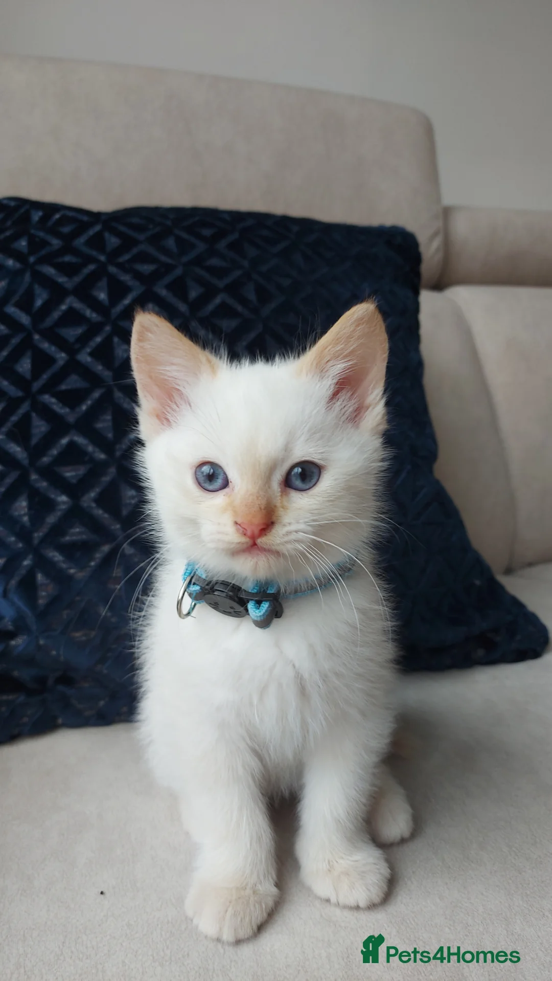 Siamese cats for sale: STUNNING FLAME POINT SIAMESE KITTENS - Advert 2