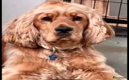 Cocker Spaniel dogs for sale: Ready today KC Show Winning Breeding - Image 5