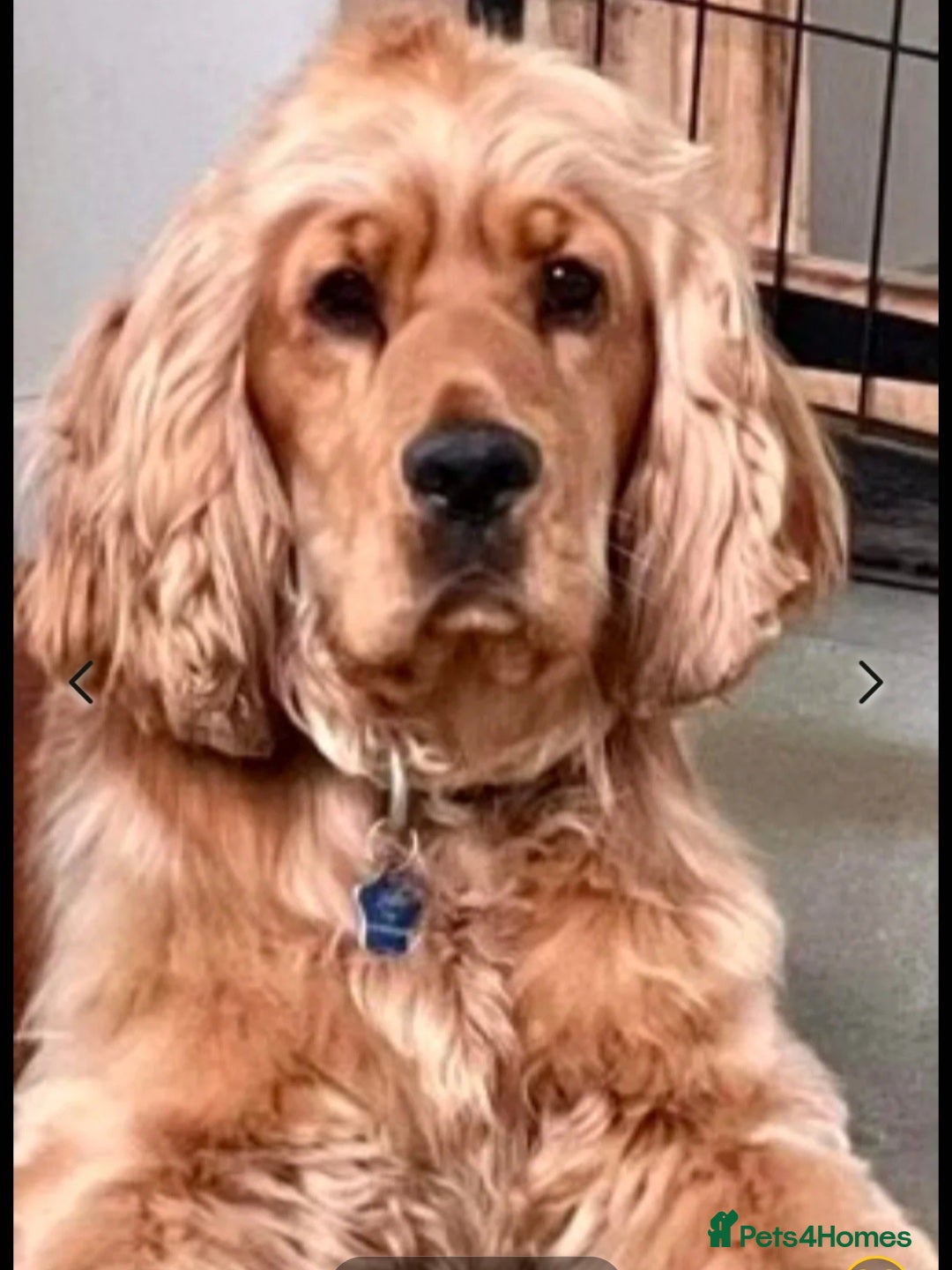 Cocker Spaniel dogs for sale: Ready today KC Show Winning Breeding - Image 5