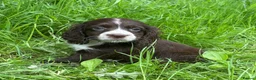 Cocker Spaniel dogs for sale: Cocker spaniel puppies - Advert 7
