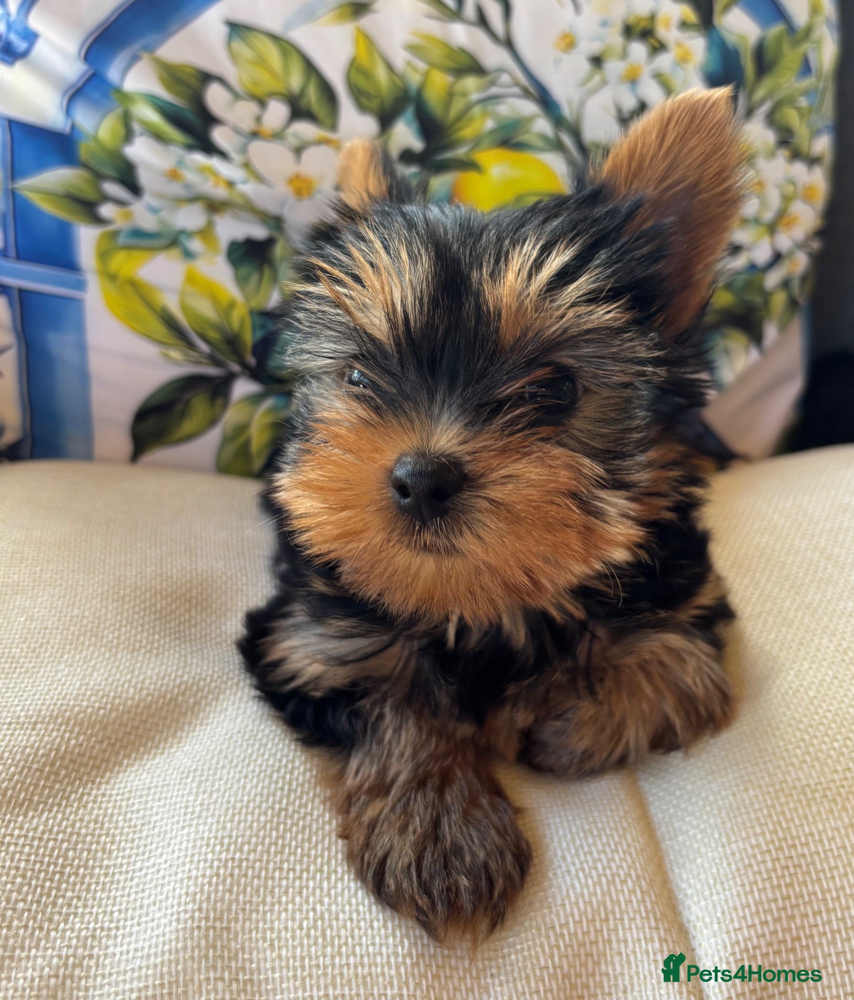 Yorkshire Terrier dogs Georgous Yorkshire terrier puppies  - Advert 2