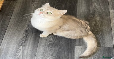British Shorthair cats - Advert 2