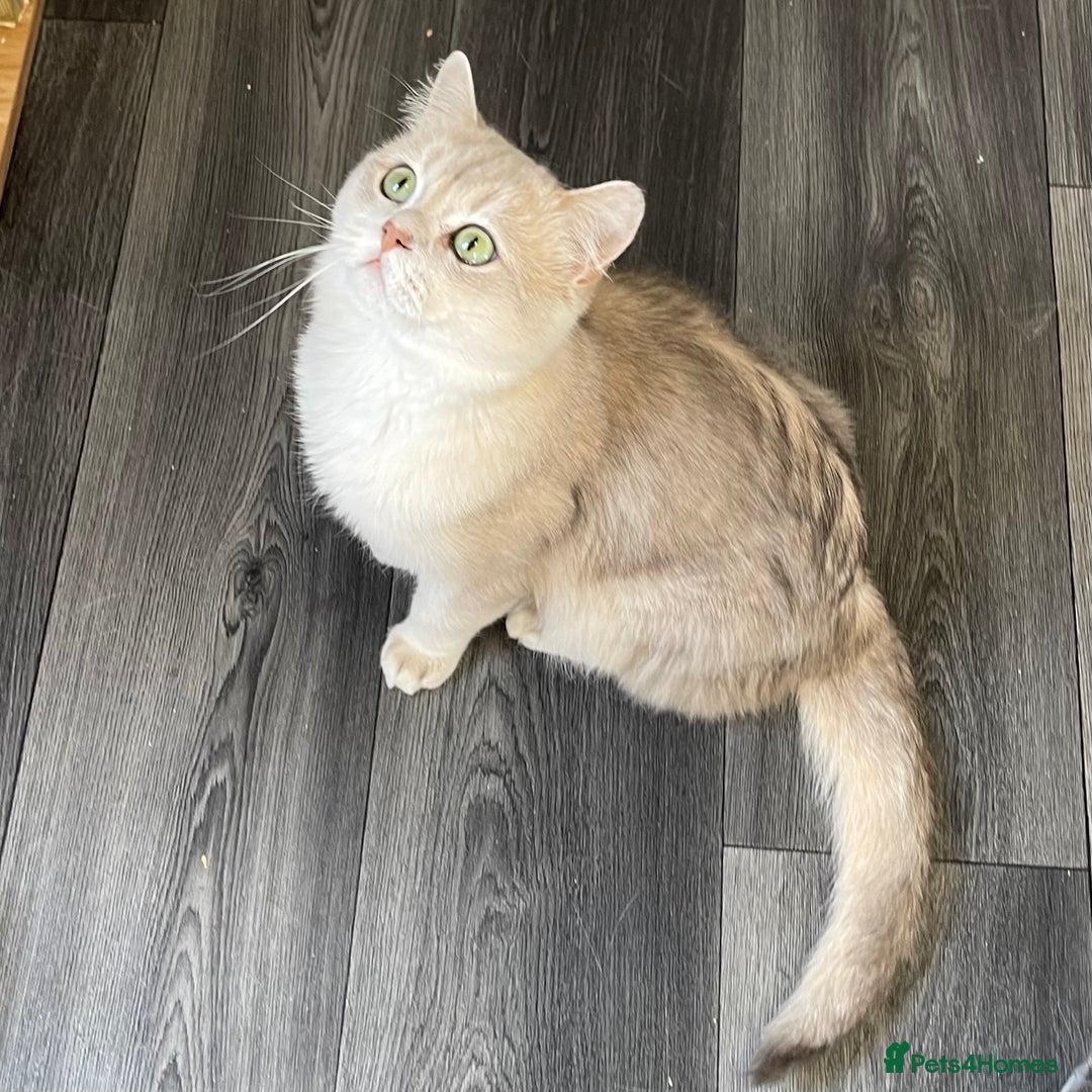 British Shorthair cats for sale: Active Blue Golden Tipped British Shorthair MARCUS - Image 2