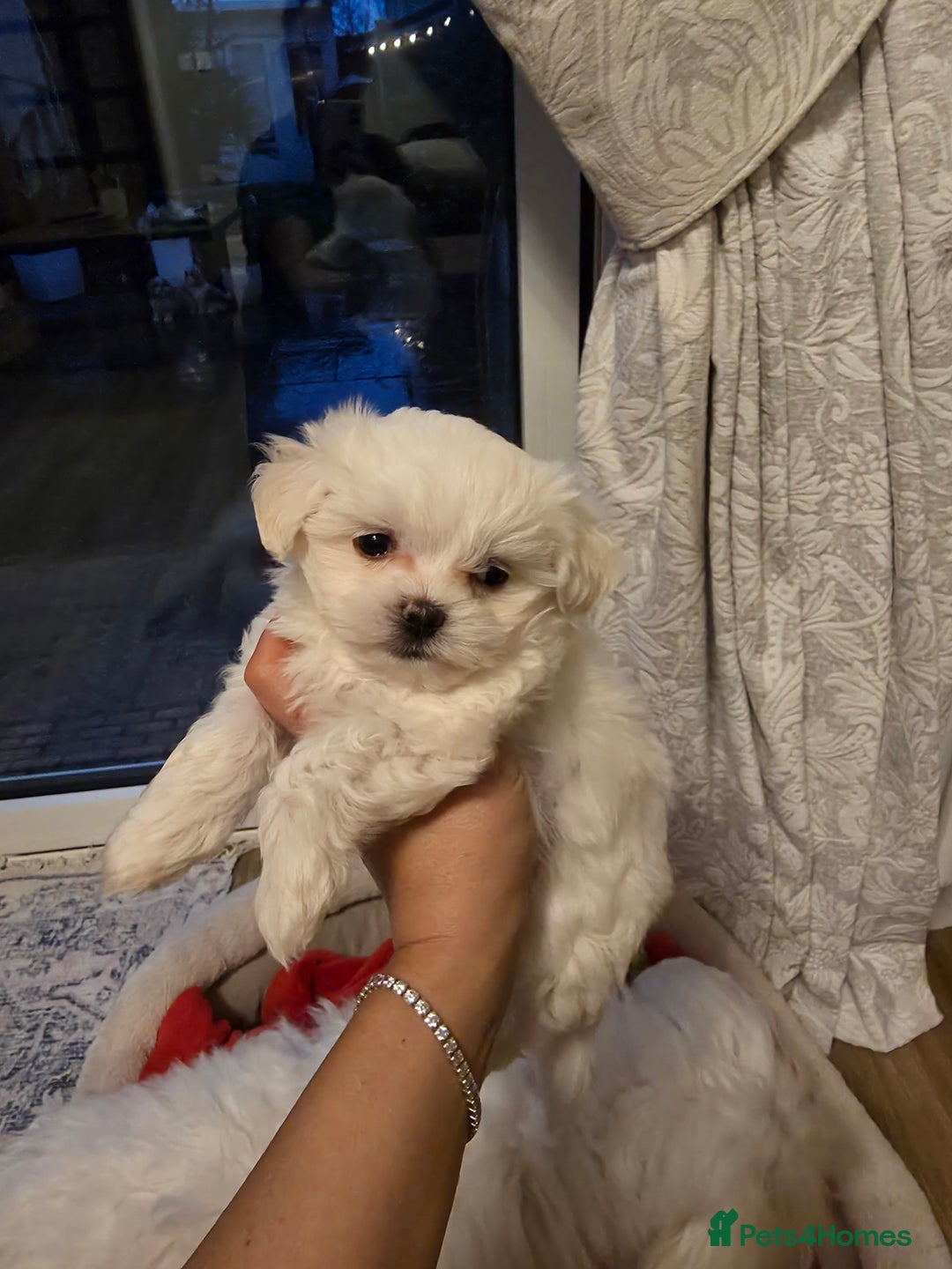 Maltese dogs for sale: A tiny little boy  - Advert 6