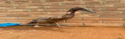 Ducks poultry for sale: Runner Ducks - Advert 4
