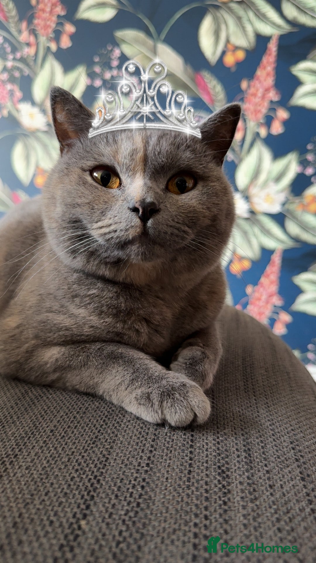 British Shorthair cats for sale: The Beautiful Bella - Image 1