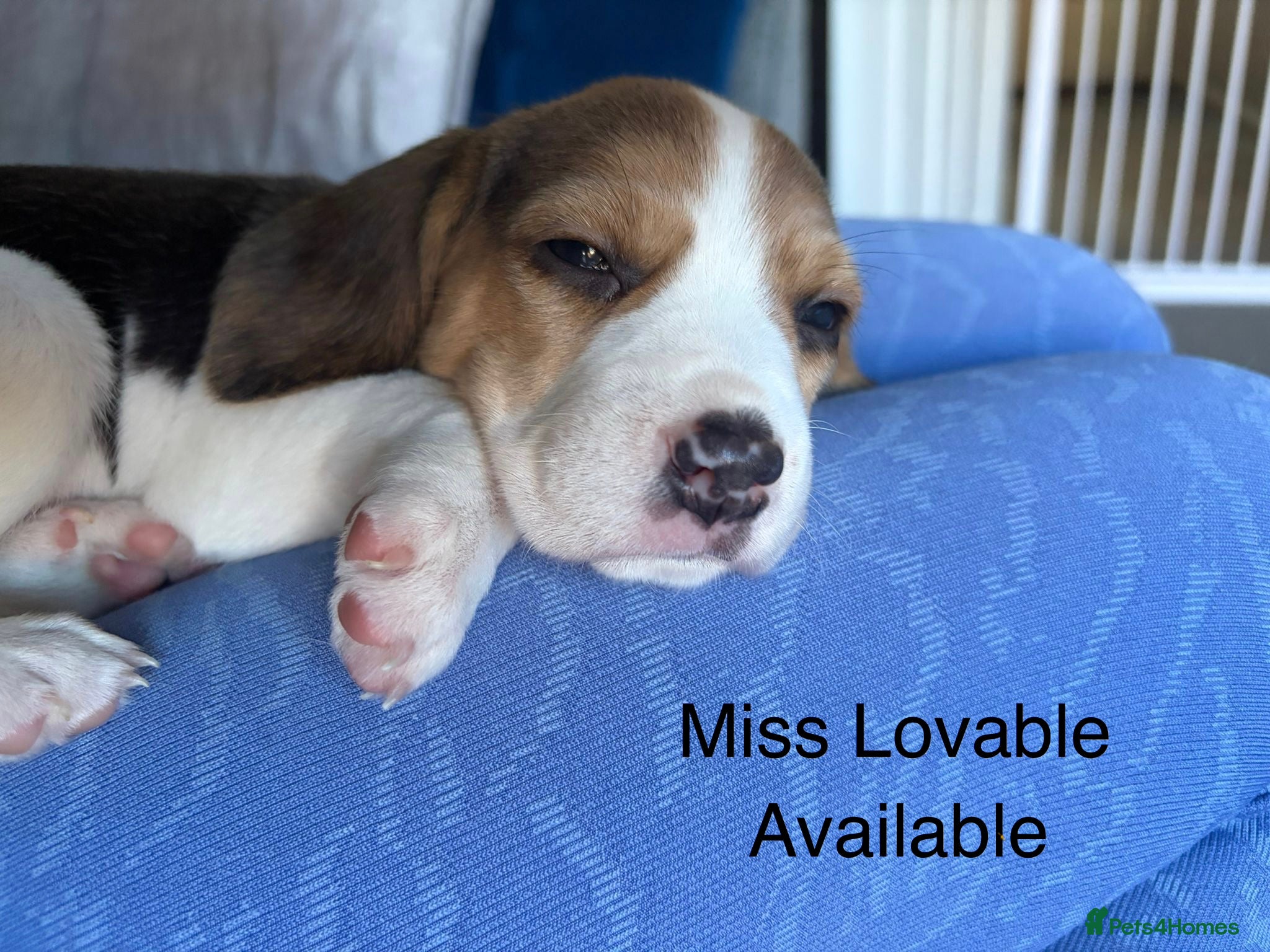 Beagle dogs Adorable Puppies - Advert 5