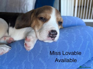 Beagle dogs Adorable Puppies - Advert 13