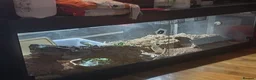 Mixed Breed reptiles for sale: Mix job lot selling my sons replites from £40-£900 - Advert 12