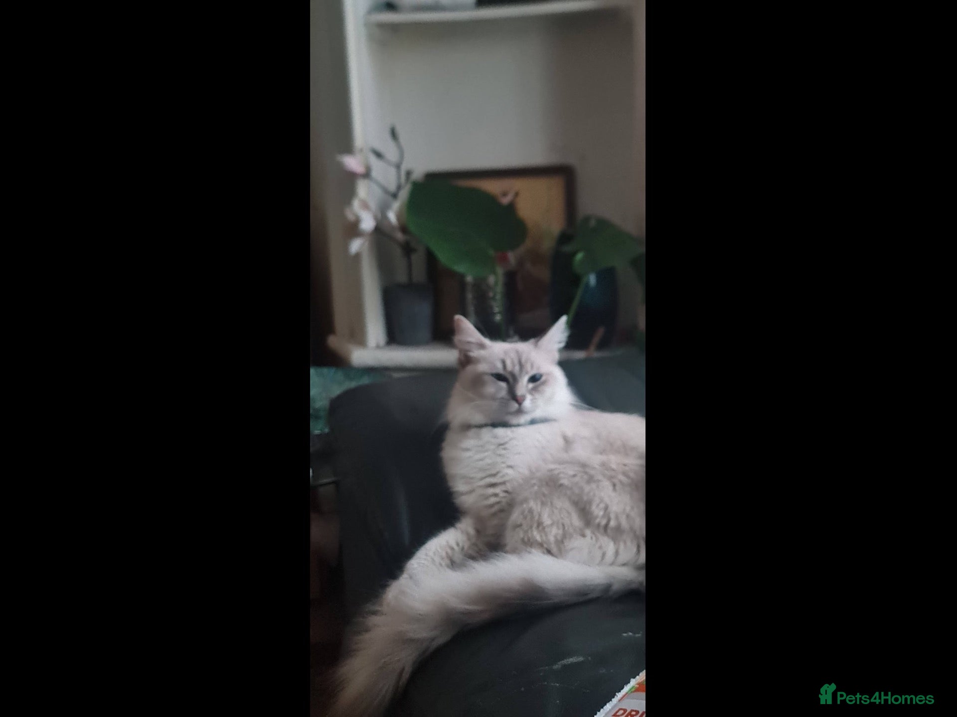 Mixed Breed cats Ragdoll x British shorthair  - Advert 10