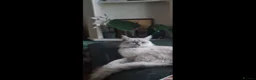 Mixed Breed cats for sale: Ragdoll x British shorthair  - Advert 1