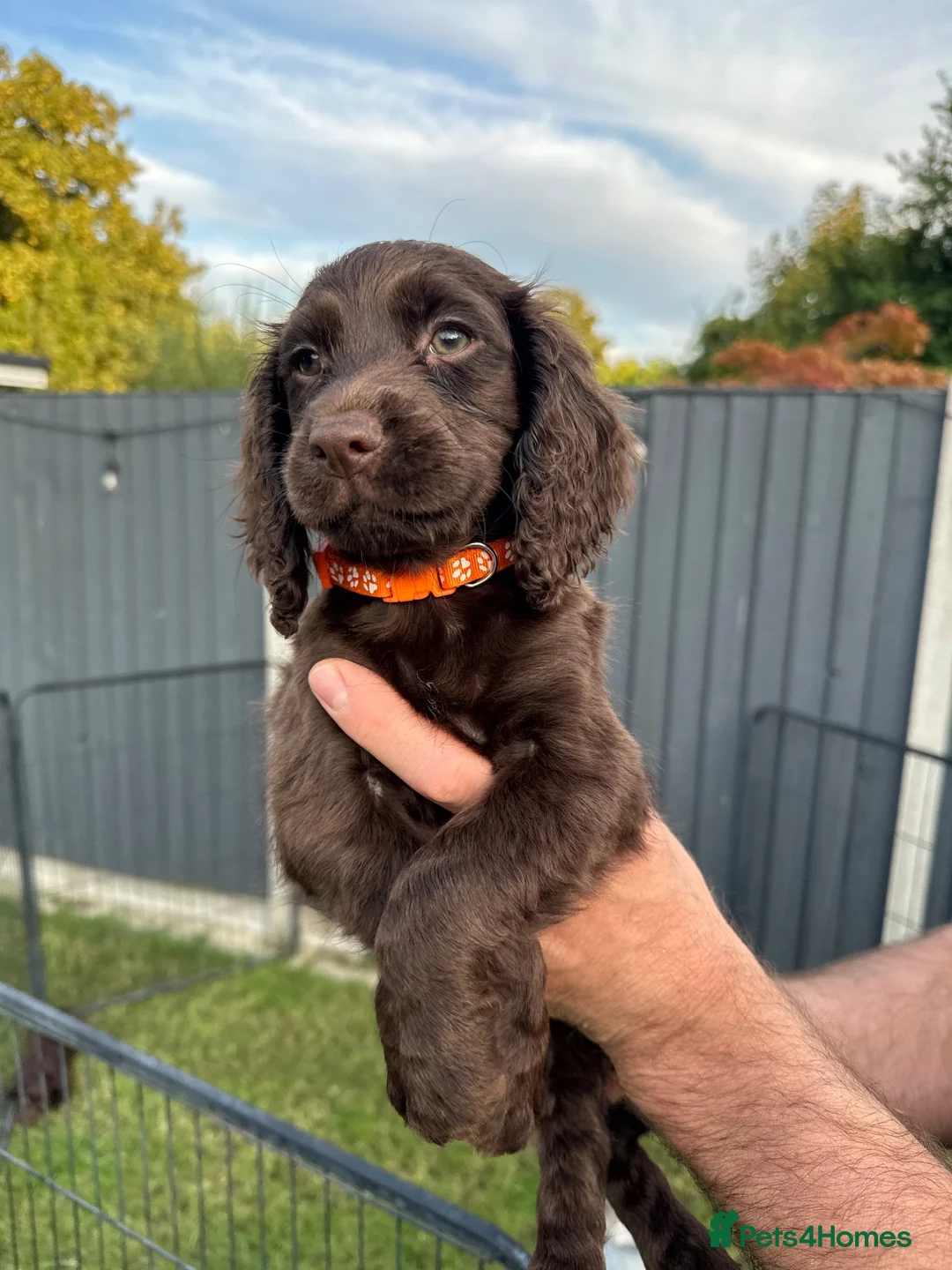 Cocker Spaniel dogs for sale: Working Cocker Spaniel Puppies  - Advert 13