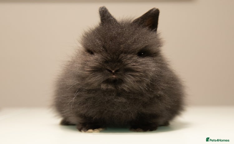 Lionhead rabbits - Advert 11