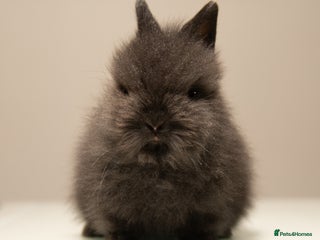 Lionhead rabbits - Advert 10