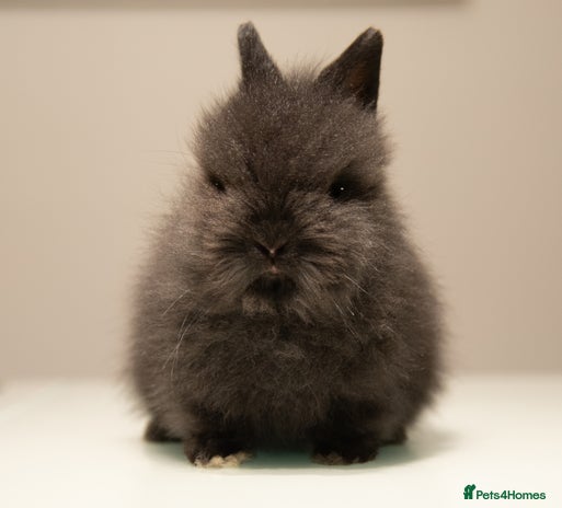 Lionhead rabbits - Advert 1