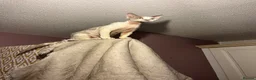 Devon Rex cats for sale: Devon Rex Male Young adult (Kitten) GCCF reg - Advert 3