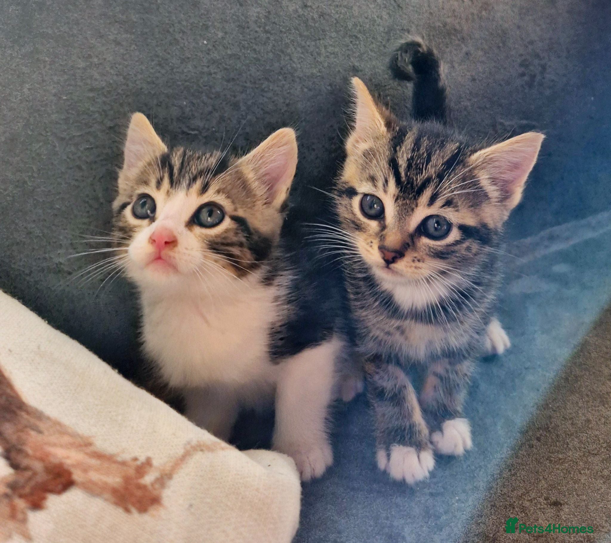 Mixed Breed cats TABBY KITTENS - READY NOW - Advert 16