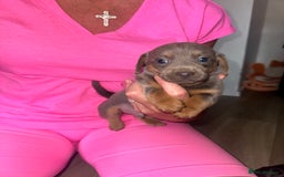 Mixed Breed dogs for sale: Jack Russel/miniature Datchound - Image 14