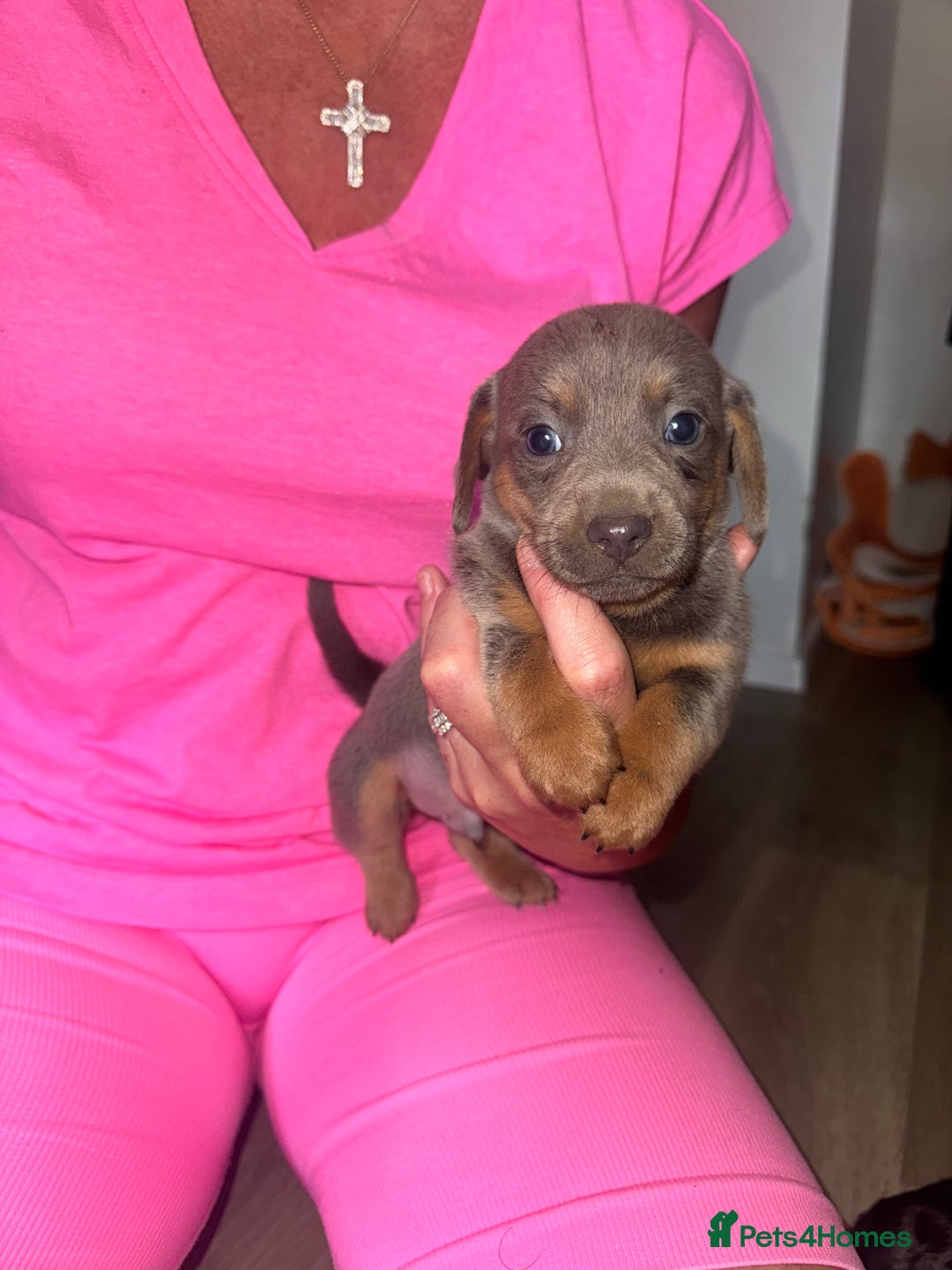 Mixed Breed dogs for sale: Jack Russel/miniature Datchound - Image 14