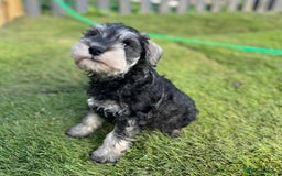 Miniature Schnauzer dogs for sale: Just 2 boys and girls available raised with love - Image 27