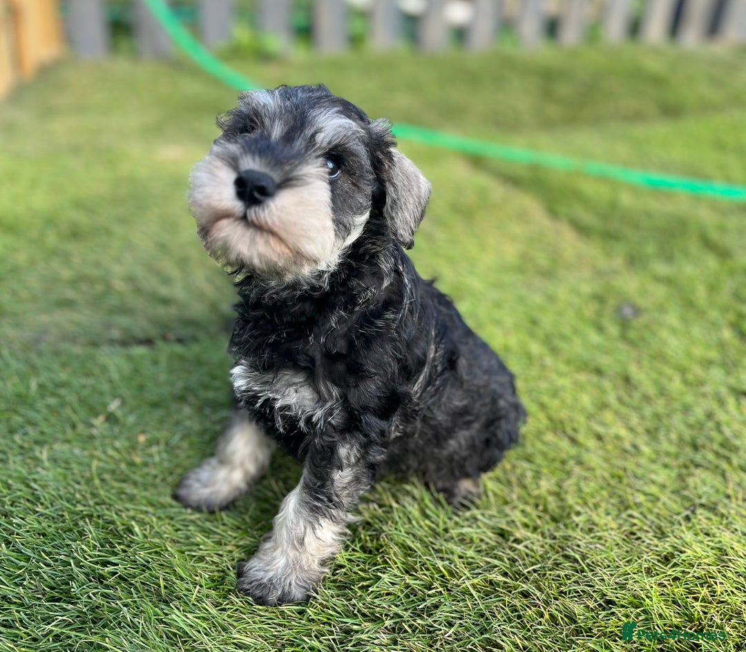 Miniature Schnauzer dogs for sale: Just 2 boys and girls available raised with love - Image 27