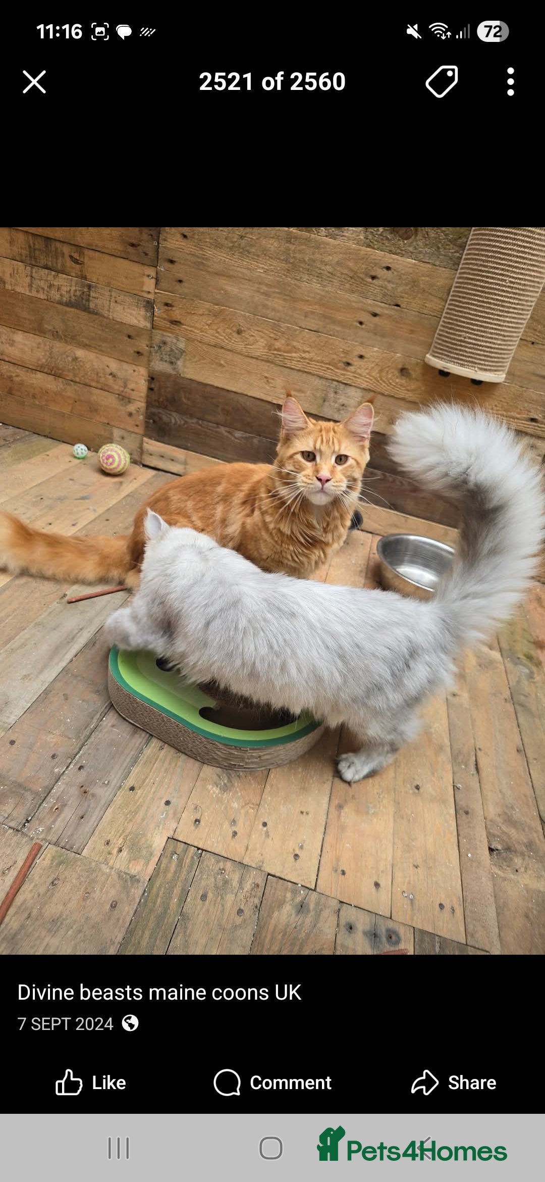 Maine Coon cats for sale: Female white mainecoon kitten.  - Image 7