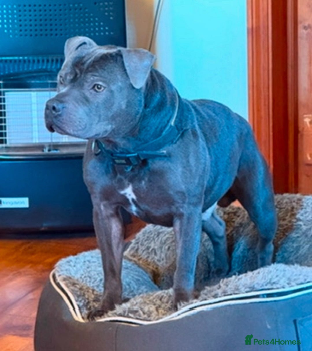 Staffordshire Bull Terrier dogs for sale: Health Tested Clear Staffordshire Bull Terrier's - Advert 38