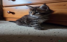 Maine Coon cats for sale: 2 Gorgeous Mane Coon Kittens  - Image 10