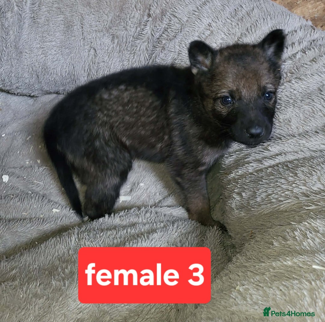 Saarloos Wolfdog dogs for sale: Czechoslovakian vlciak wolfdog puppies - Advert 7